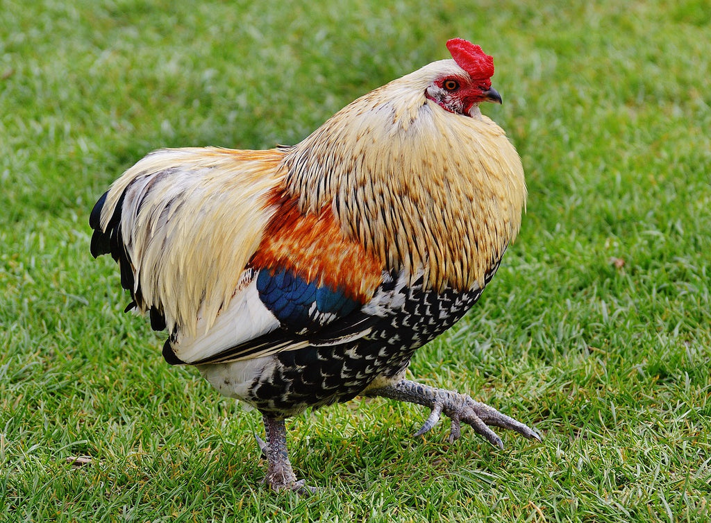 Gallo aggressivo: come educarlo ed evitare che attacchi