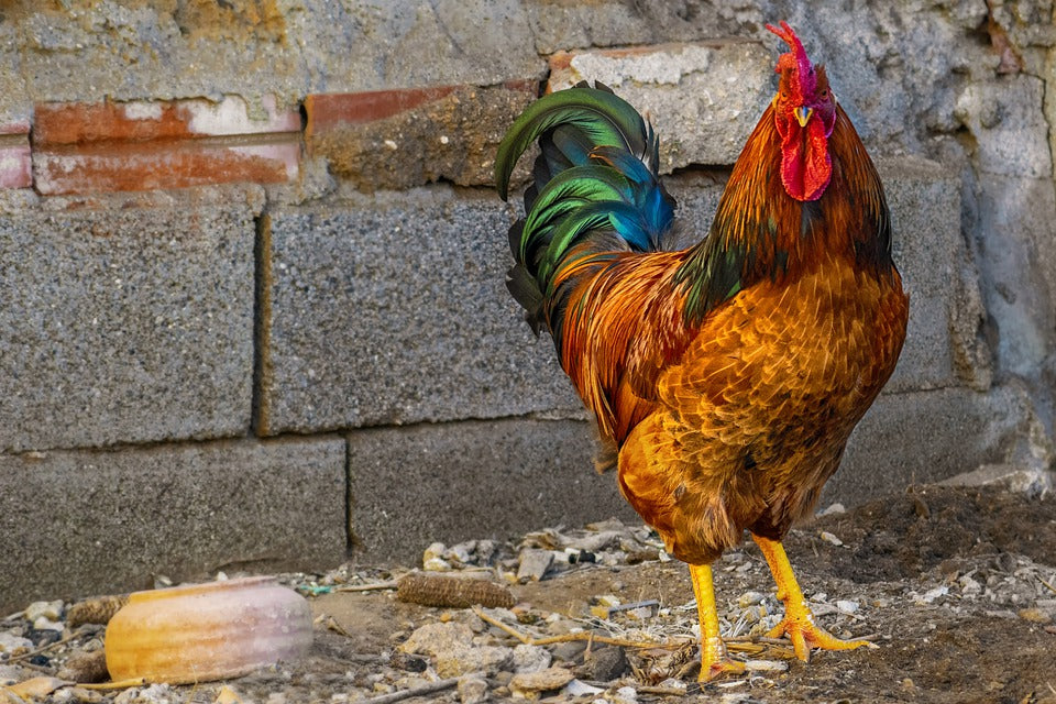 Gallo nel pollaio: a cosa serve e come gestirlo