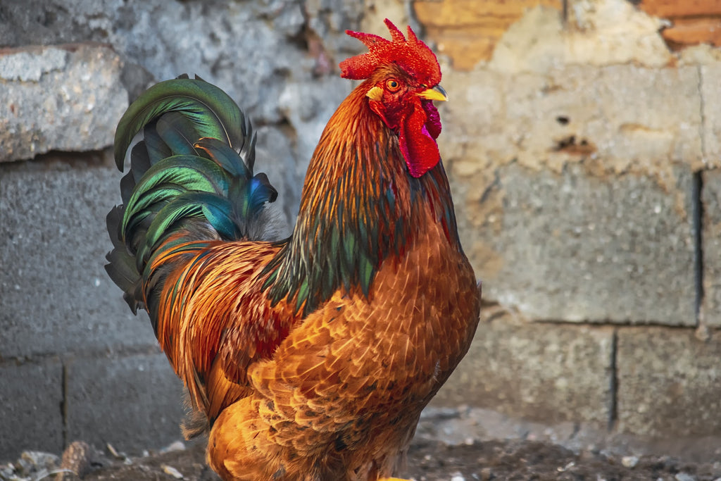 Il gallo che canta la notte: perché lo fa e cosa fare