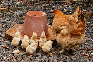 Come guadagnare con un allevamento di galline?