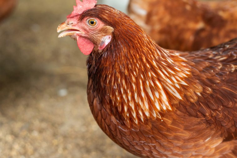 Gallina Isa Brown: caratteristiche e produzione di uova – Zootec