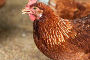 Gallina Isa Brown: caratteristiche e produzione di uova