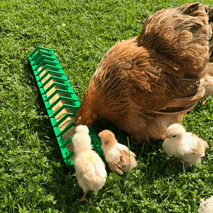 Quanto costa una mangiatoia per galline e pulcini?