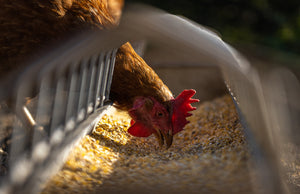 Mangiatoie antispreco per galline e altri animali