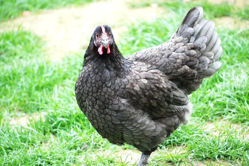 Galline Marans: vendita, colorazione uova, caratteristiche e foto