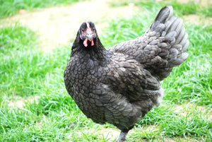 Galline Marans: vendita, colorazione uova, caratteristiche e foto