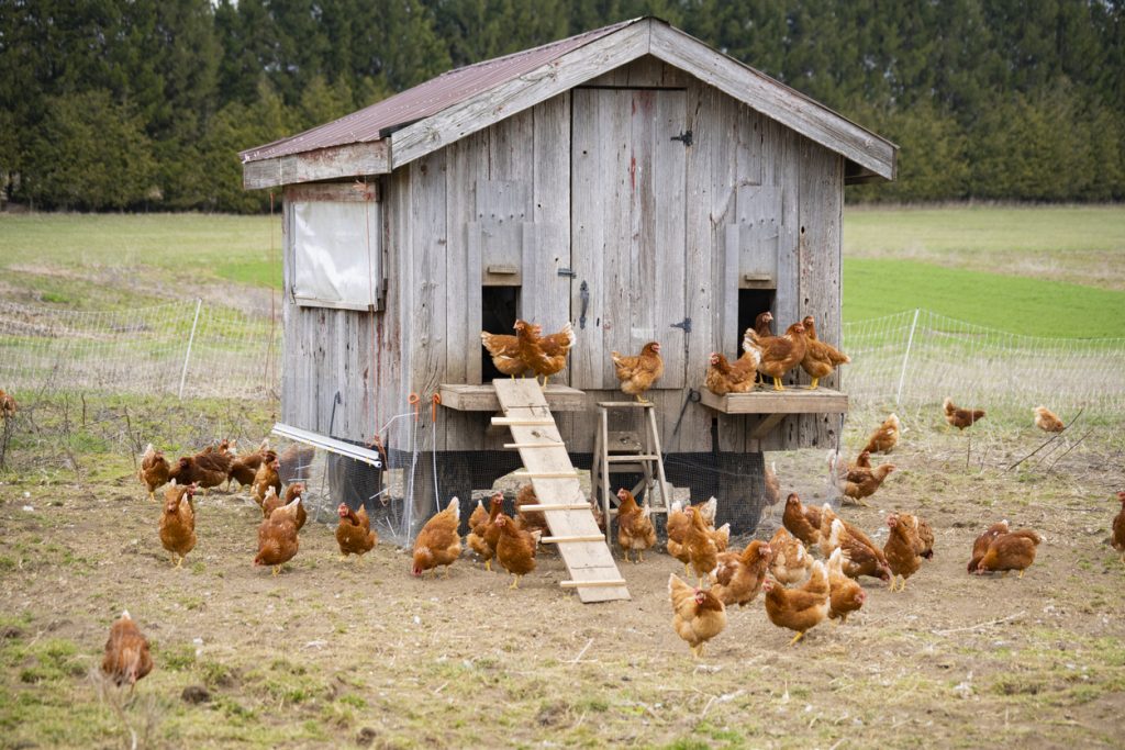 Manutenzione del pollaio: come prepararlo all’autunno che sta per arrivare