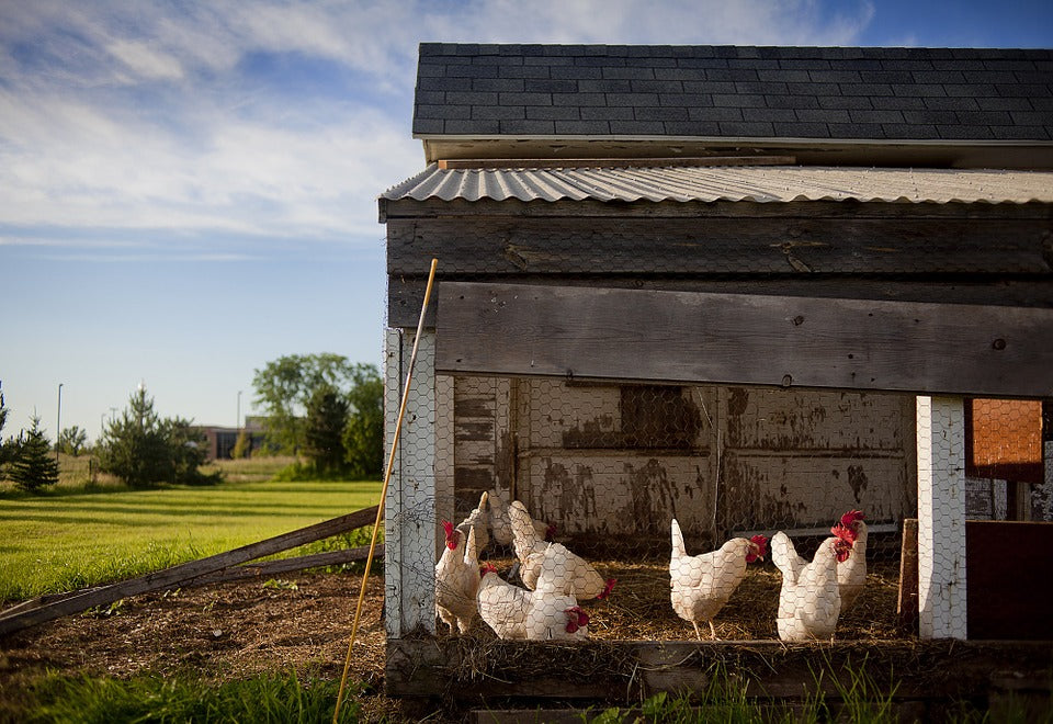 Pollai con più di 50 galline: regole e obblighi