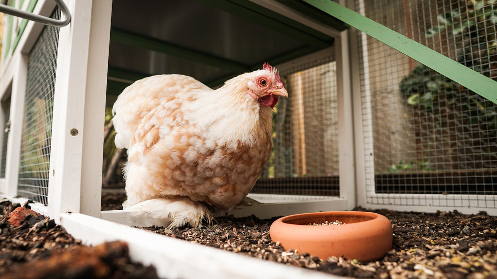 Pollaio anti-volpe: come realizzarlo per difendere le tue galline