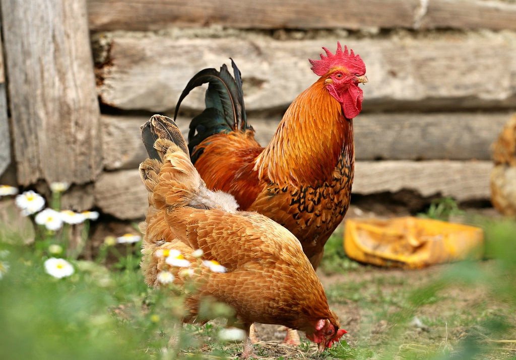 Il pollaio biologico: un approccio sostenibile all'allevamento delle galline
