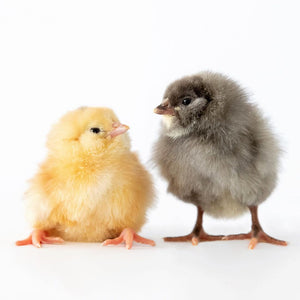 Quanto costa una gallina: prezzo e scelta