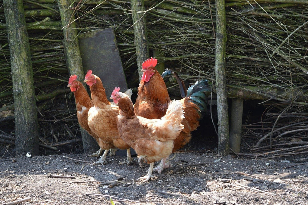 Stafilococcosi nelle galline: caratteristiche, sintomi e cure