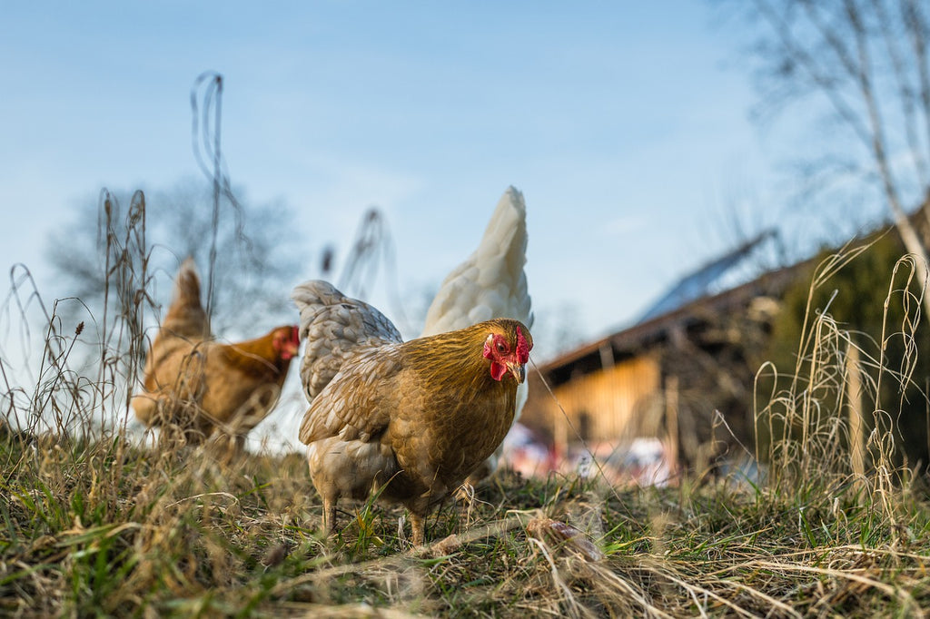 Salmonellosi nelle galline: sintomi e cura
