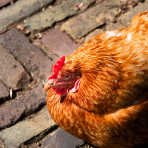 Salute di galli e galline: malattie più diffuse e rimedi per curarle