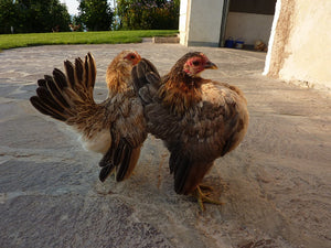 Gallina Serama, la più piccola gallina ornamentale del mondo