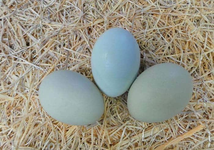 Galline che fanno le uova blu: quali sono e perché convengono