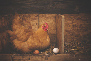 Galline, come fanno le uova?