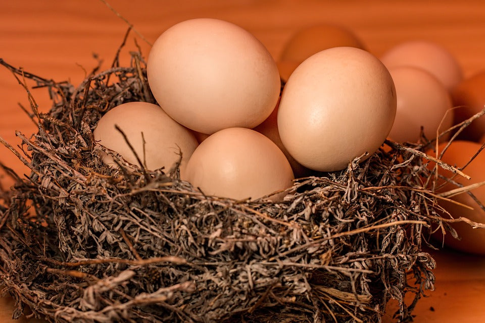 Come scegliere le uova da incubare?
