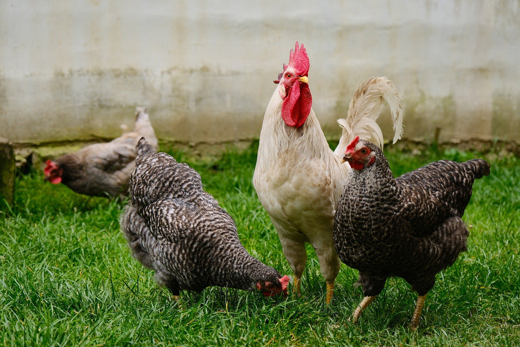 Verso della gallina, come interpretarlo?