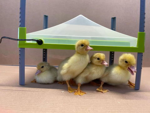 Borotto Chioccia Artificiale | Chioccia Per Pulcini Con Piastra Riscaldante A Ridotto Consumo Di Energia, Resistente Semplice Da Usare E Facile Da Pulire | Made In Italy (40/45 Pulcini