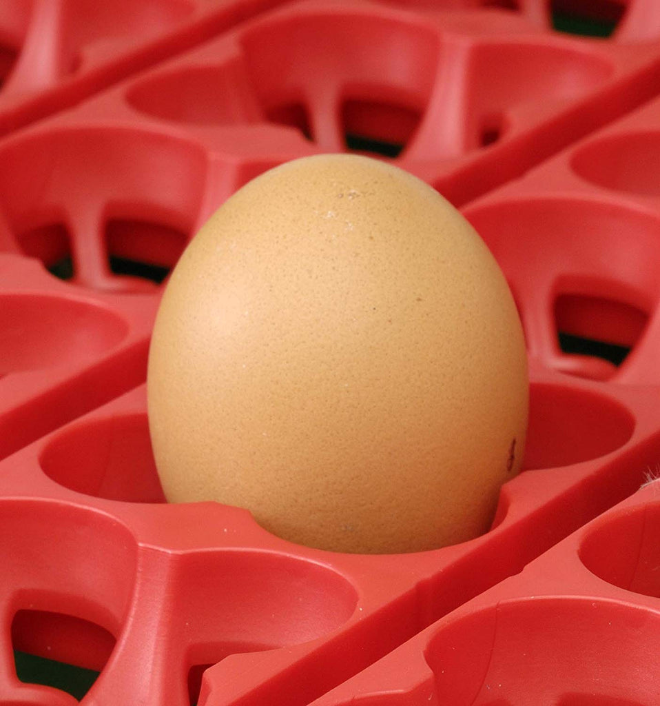 Incubatrice Uova Lumia 8 - Automatica, Made In Italy, Per 8 Uova Grandi