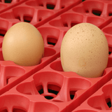 Incubatrice automatica WIFI ET TOP - 12 uova