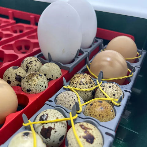 Stabilizzatore per uova in incubatrice | Stabila - Zootec Attrezzature Zootecniche